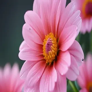 flower phone wallpaper