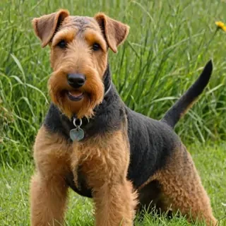 airedale terrier