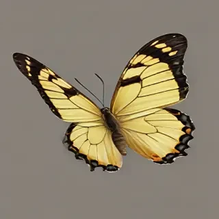 butter fly png