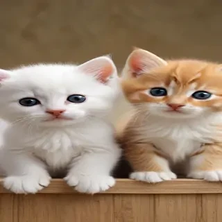 kittens wallpaper