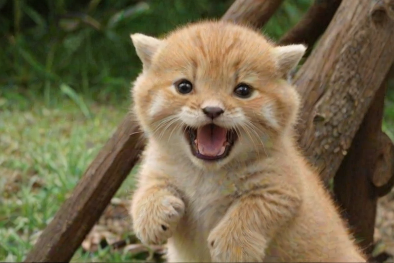 funny gifs