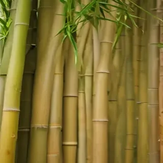 bamboo background