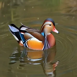 mandarin duck