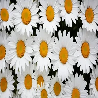 daisy wallpaper for desktop