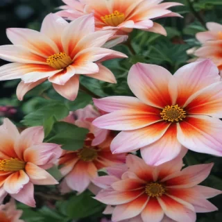 iphone wallpaper nature flowers
