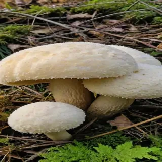 puffball mushroom