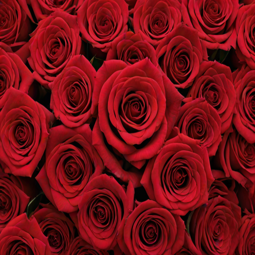 red rose background