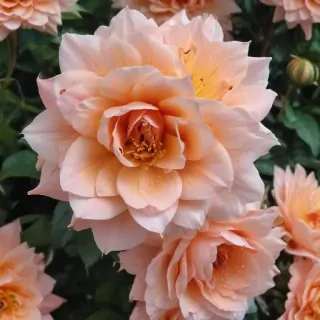 flower aesthetic
