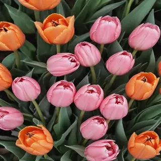 tulips wallpaper aesthetic