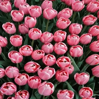 tulips wallpaper aesthetic