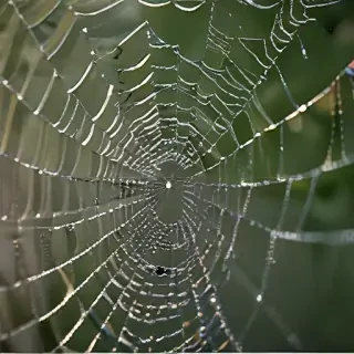 spiderweb
