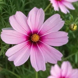 cosmos flower