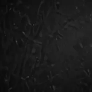 black phone wallpaper