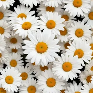 daisy background
