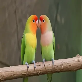 lovebird