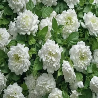 green and white background