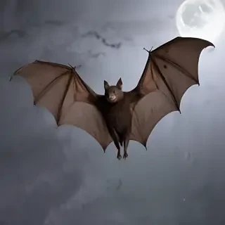 pictures of bats for halloween