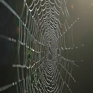 spiderweb