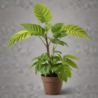 plant png clipart