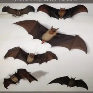 pictures of bats for halloween