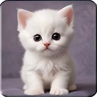 cute kitty backgrounds