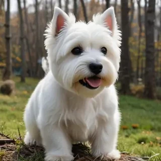 west highland white terrier