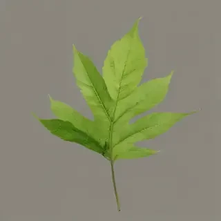 leaf png transparent