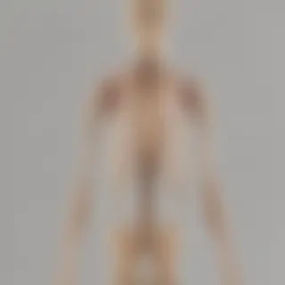 skeleton transparent background