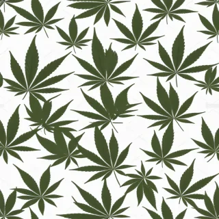 marijuana leaf transparent background