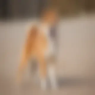 aussie shiba dog breed