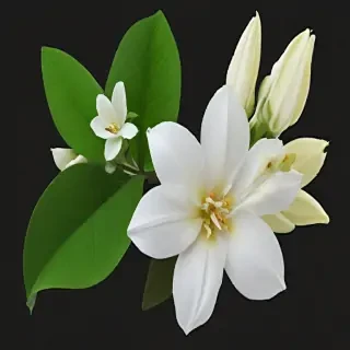 jasmine flower png