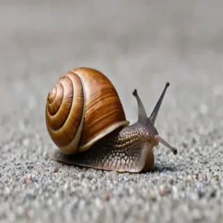snail png