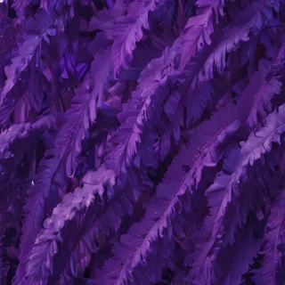 aesthetic purple pictures