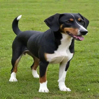 transylvanian hound