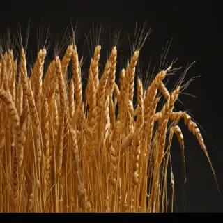 wheat png