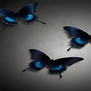 black butterfly wallpaper hd