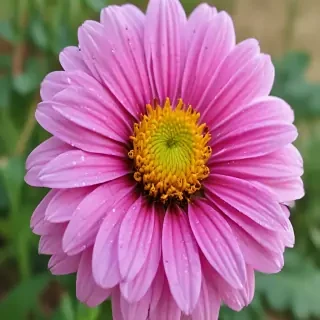 flower pictures
