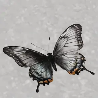 black butterfly png