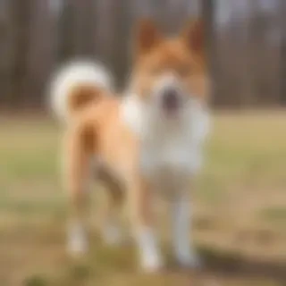 hokkaido dog breed
