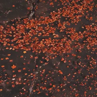 fall wallpaper iphone aesthetic