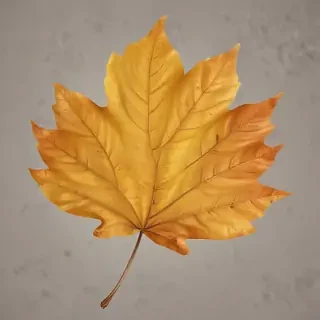 fall leaf png