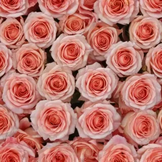 roses background