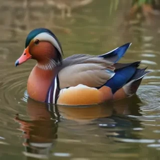 mandarin duck