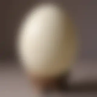 ostrich egg