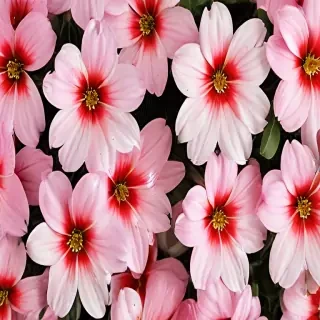 cute flower wallpaper