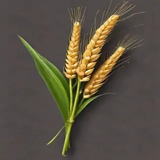 wheat png