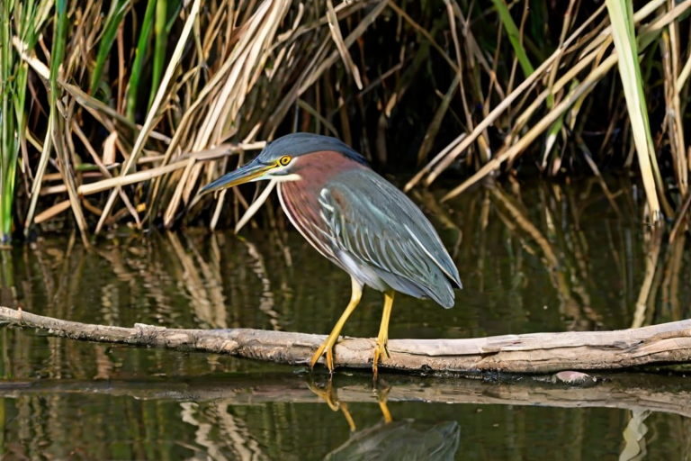 green heron