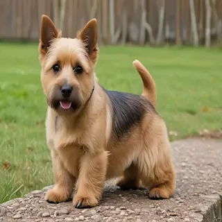 norwich terrier
