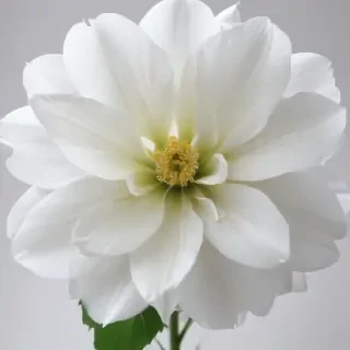 white flower transparent