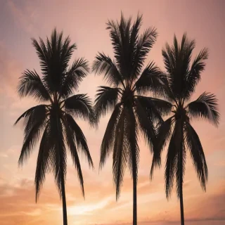 palm trees png